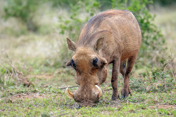 Fototapeta premium Warthog