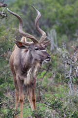 Kudu