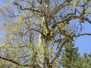 Fagus sylvatica. Tronc de hêtre commun ou hêtre européen.