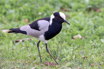 Blacksmith Lapwing