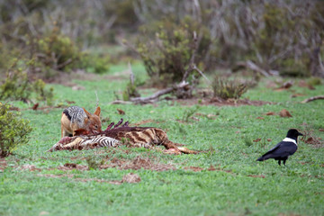 Black Backed Jackal