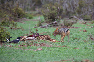 Black Backed Jackal