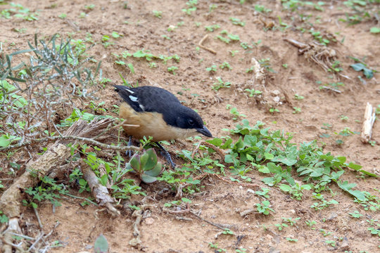 Southern Boubou