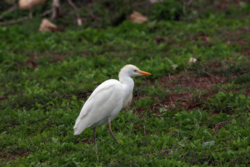 cattle egret