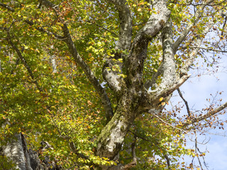 Obraz premium Fagus sylvatica. Tronc de hêtre commun ou hêtre européen.