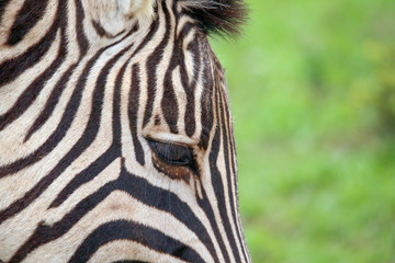 Fototapeta premium Zebra