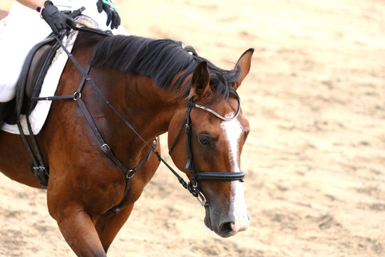 Sport horse close up under old leather saddle on dressage competition. Equestrian sport background.