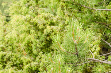 Needles evergreen tree 