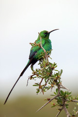 Malachite Sunbird
