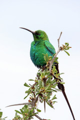Malachite Sunbird