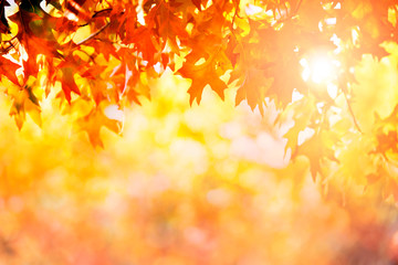 Colorful autumn leaves bokeh background