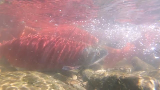 Underwater view of Kokanee salmon spawning in slow motion.