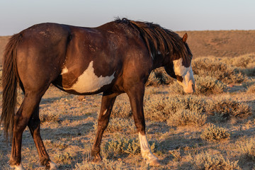 Majestic Wild Horse