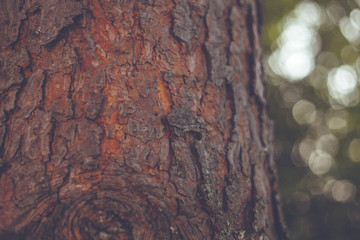 texture of bark of a tree