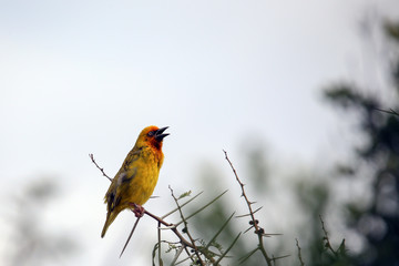 Cape Weaver