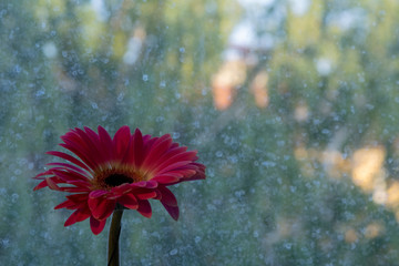 Red Gerber flower close up