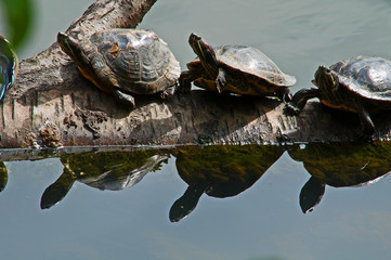 Three pond turtles in a row on a log reflecting in water