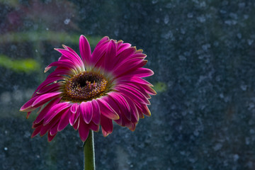 Red Gerber flower close up