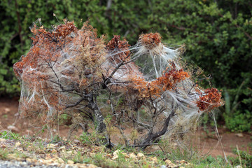 Communial caterpillars