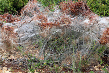 Communial caterpillars