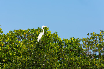 A Great Egret on top of a tree in Pichavaram mangrove forest