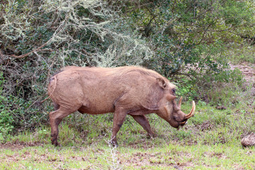 Warthog