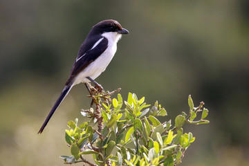 Common fiscal shrike or Jackie Hangman