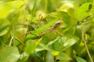 Green Lizard 1