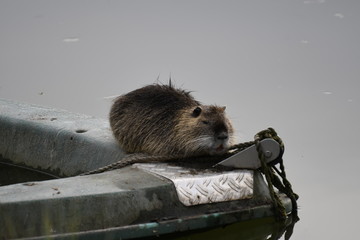 Nutria