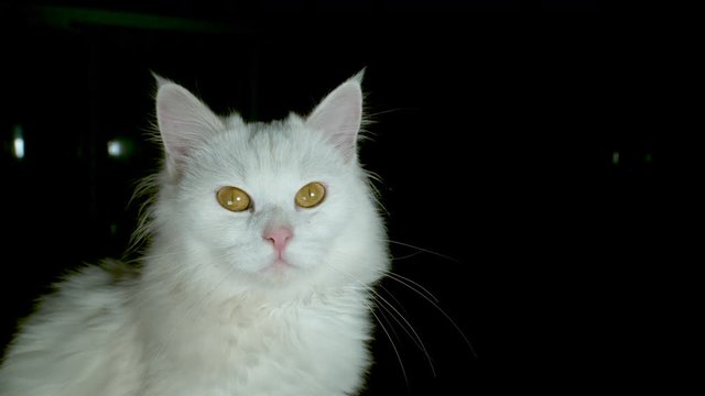 SLOW MOTION, PORTRAIT, CLOSE UP: Cute fluffy white house cat looking into the camera at night. Cool shot of kitten with striking yellow eyes sitting still. Beautiful kitty with long whiskers and fur.