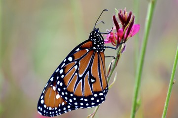 Male queen (danaus gilippus) butterfly on a pink flower