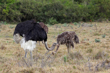 Ostrich