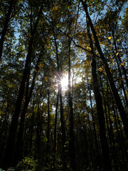 sun shining through trees in forest