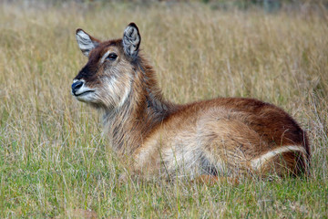 Female waterbuck