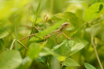 Green Lizard 2