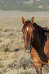 Obraz premium Majestic Wild Horse