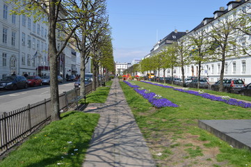 Kopenhagen flowers