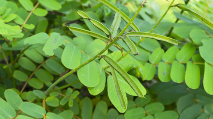 fresh green Senna alata leaves in nature garden