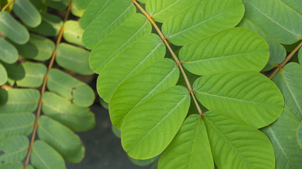 fresh green Senna alata leaves in nature garden