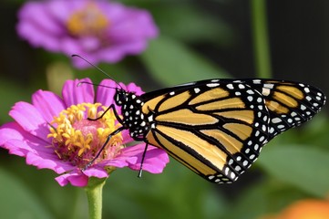 Monarch butterfly on a pink zinnia