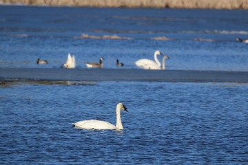 swans on the lake