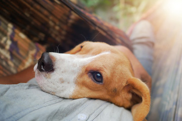 An adorable beagle dog sleeping on the owner's belly.