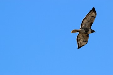 Bird of Prey