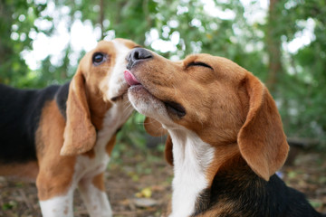An elder beagle dog being kissed by a younger.