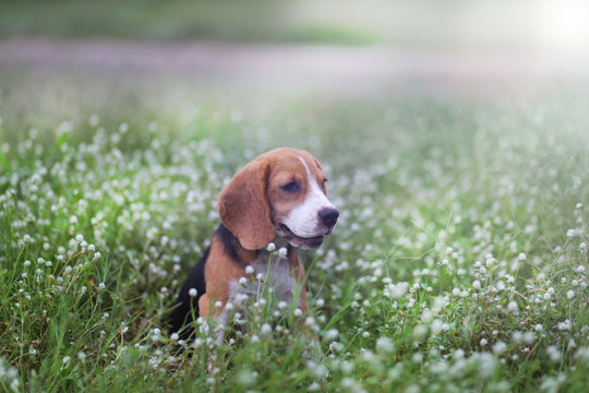 An adorable beagle dog sits in the wild flower field.