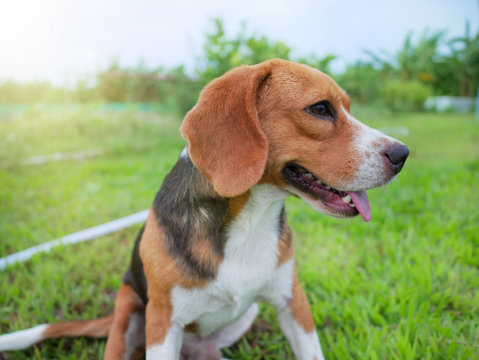 An adorable beagle dog sitting on the green grass after playing in the yard.
