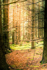 Fototapeta premium Harz