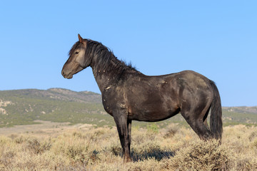 Fototapeta na wymiar Majestic Wild Horse