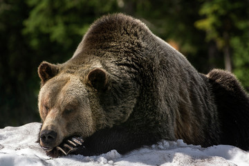 sleeping grizzly bear on snowbank