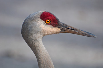 grey crowned sandhill crane